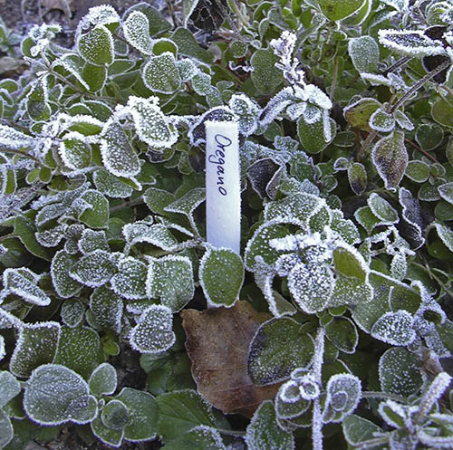 Oregano tåler frost