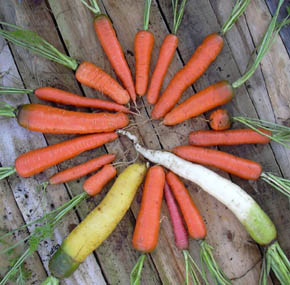 Et lille udpluk af de mange forskellige gulerødder, der findes