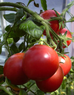 Tomat Garden Pearl