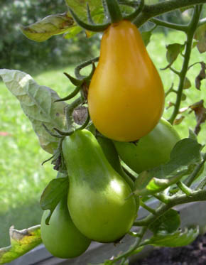 Tomat Yellow Pear