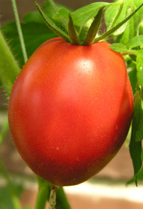 Tomat Giant Oxheart
