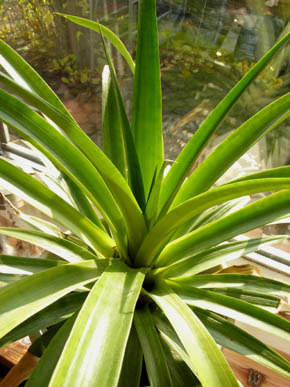 Ananas plante