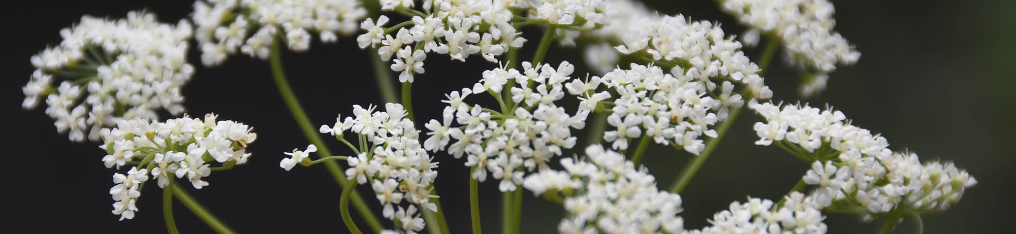 Skvalderkl blomsterskrm