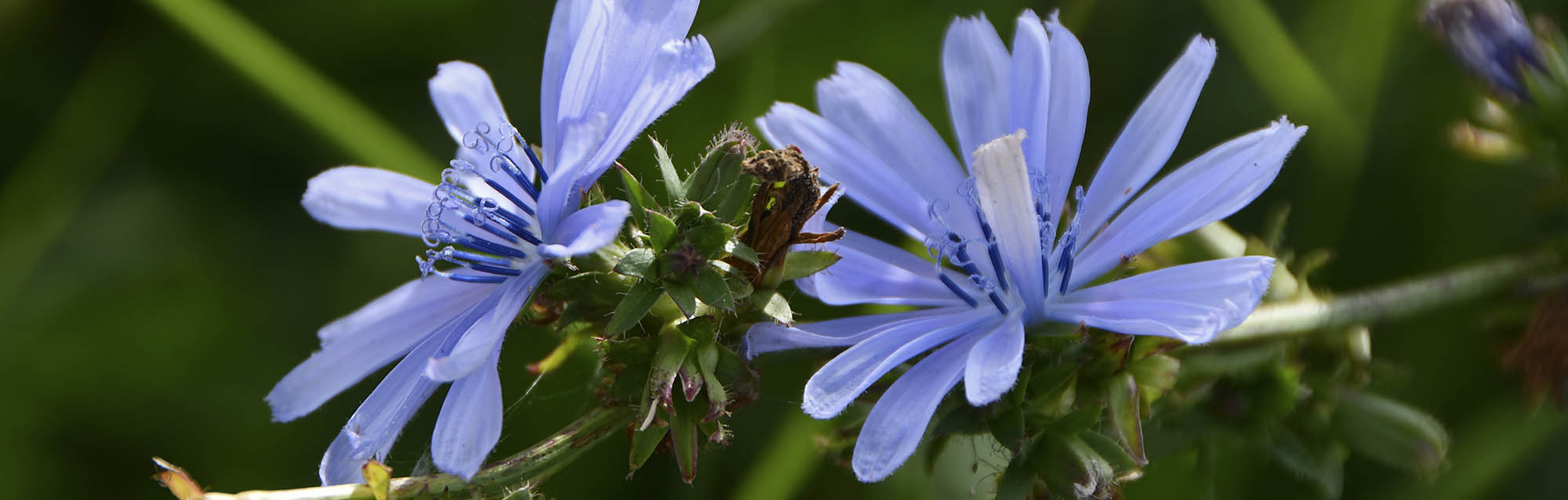 Vild cikorie blomst