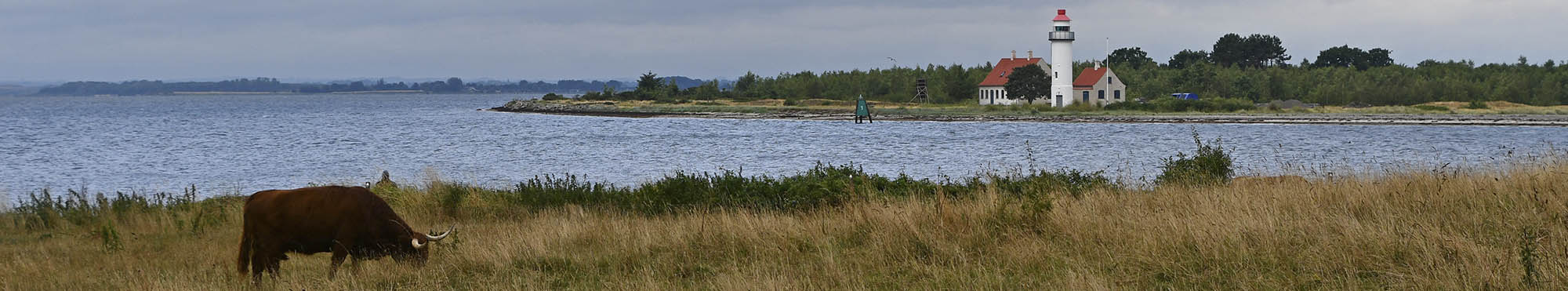 Højlandskvæg og Enebærodde Fyr