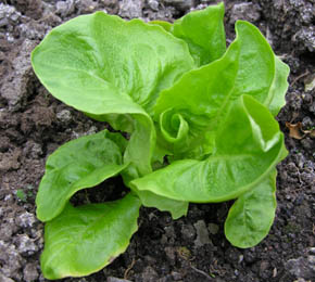 Salat i drivhuset i marts