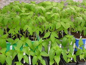 Udplantningsplanterne vokser
