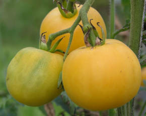 Tomat Wapsipinicon Peach