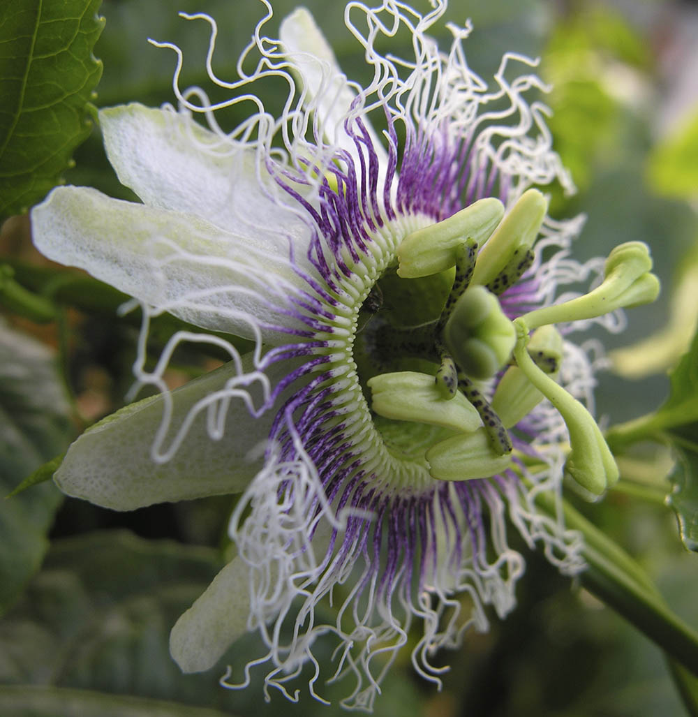 Passionsfrugt, Passiflora edulis