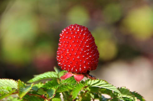 Jordbærhindbær, Rubus illecebrosus