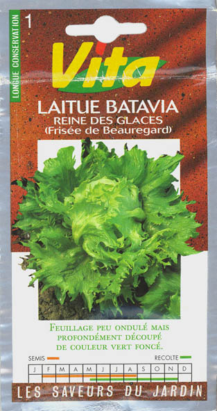 Havesalat, hovedsalat, Reine des Glaces, Lactuca sativa </i>L. var. <i>capitata