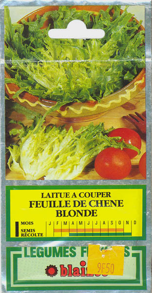 Havesalat, pluksalat, Feuille de chene blonde, Lactuca sativa </i>L. var. <i>crispa