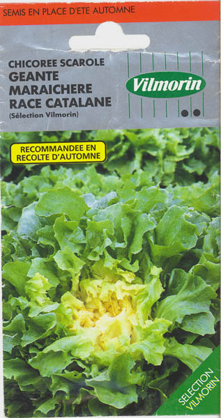 Endivie, Geante Maraichere Race Catalane, Cichorium endivia </i>L.<i>