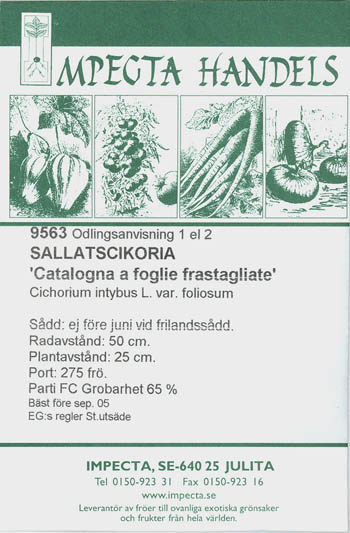 Endivie, Catalogna Frastagliata, Cichorium endivia </i>L.<i>