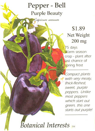 Peberfrugt (Spansk peber), Purple Beauty, Capsicum annuum </i>L.<i>