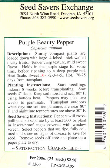 Peberfrugt (Spansk peber), Purple Beauty, Capsicum annuum </i>L.<i>