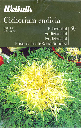 Endivie, Ruffec, Cichorium endivia </i>L.<i>
