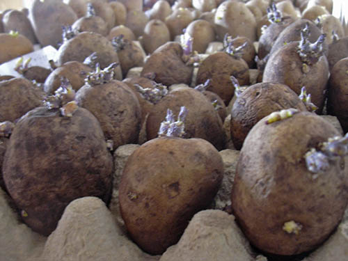 Kartofler til spiring