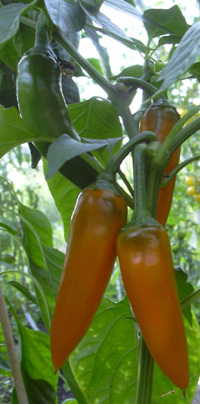 Chili Bulgarian Carrot