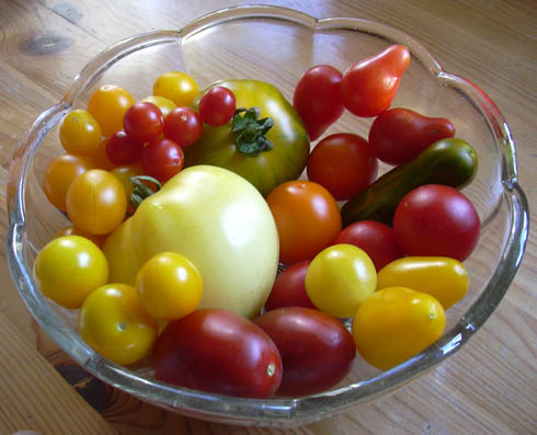 Udvalg af tomater