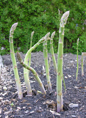 Grnne asparges