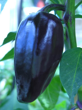 Chili Purple Jalapao