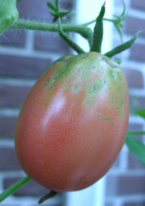 Tomat Ukrainian Pear