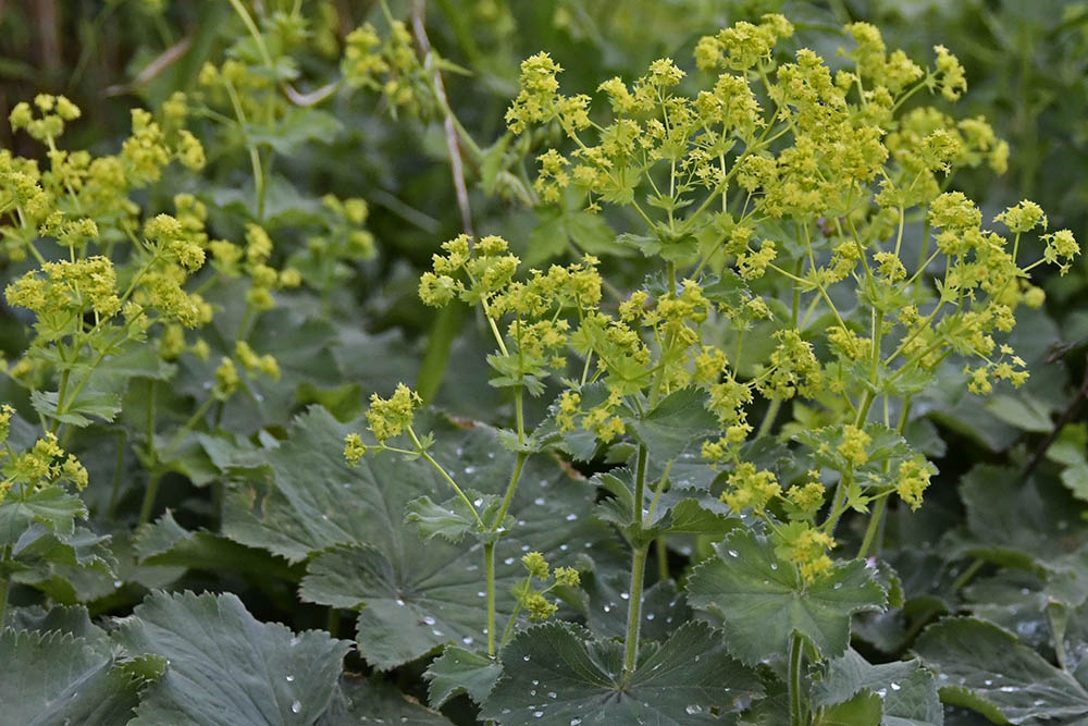 Lodden lvefod blomster