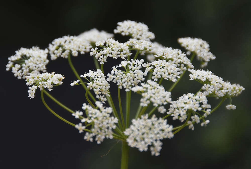 Skvalderkl blomsterskrm
