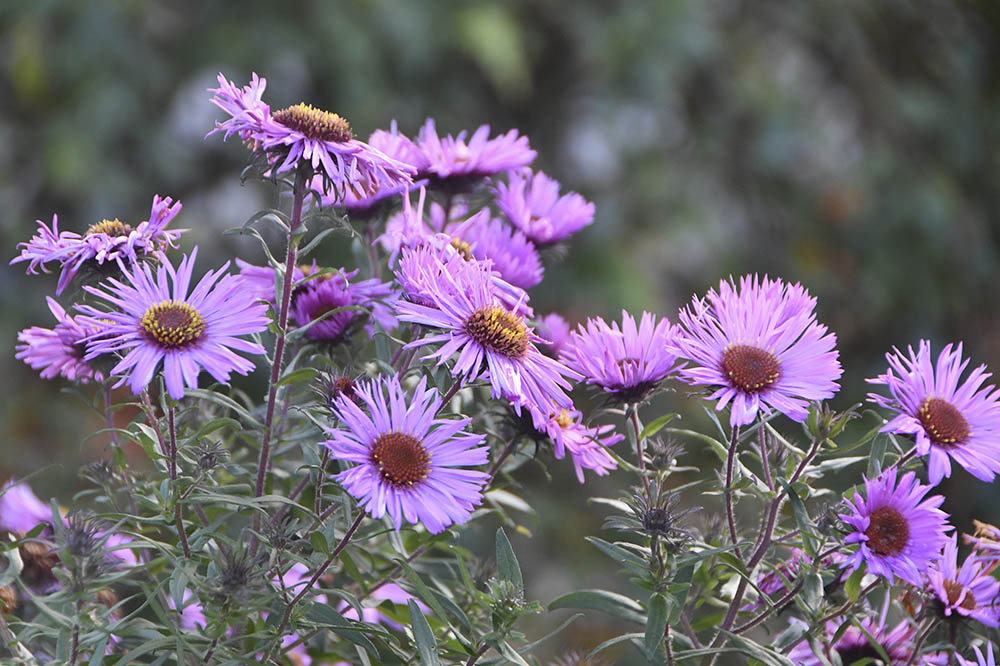 Nyengelsk asters, Symphyotrichum novae-angliae