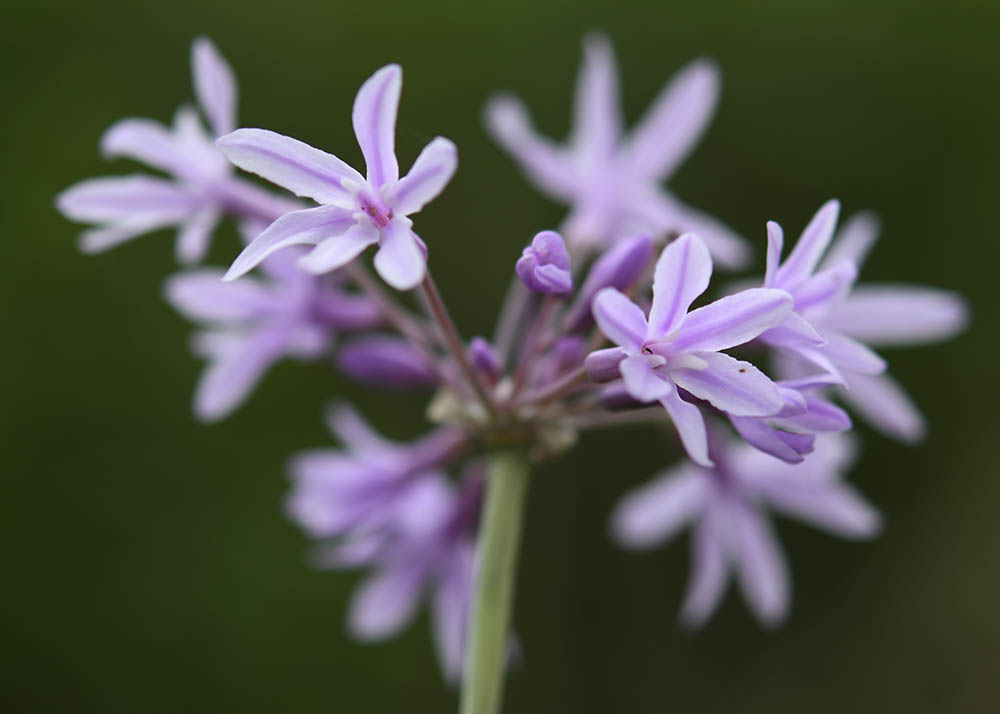 Stuehvidløg blomst