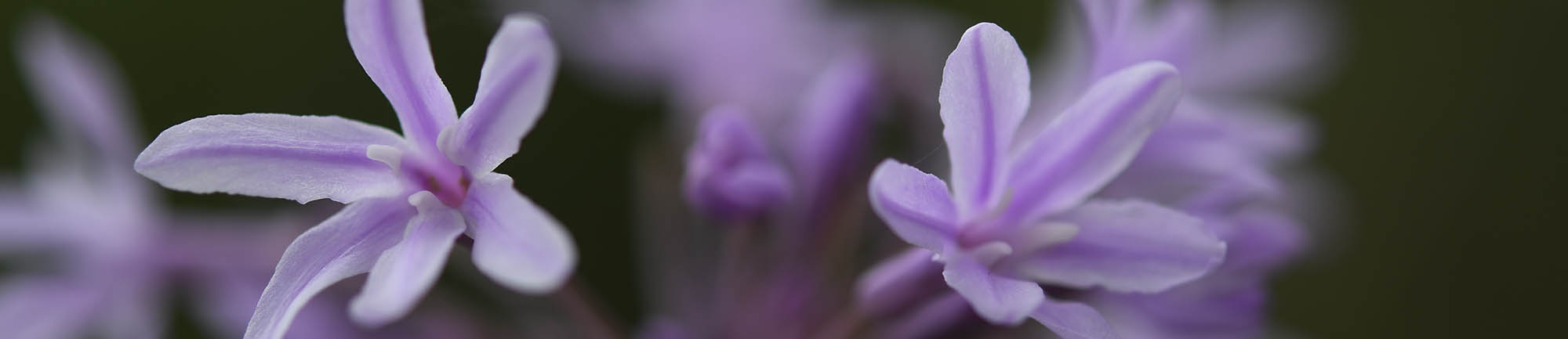 Stuehvidløg blomst