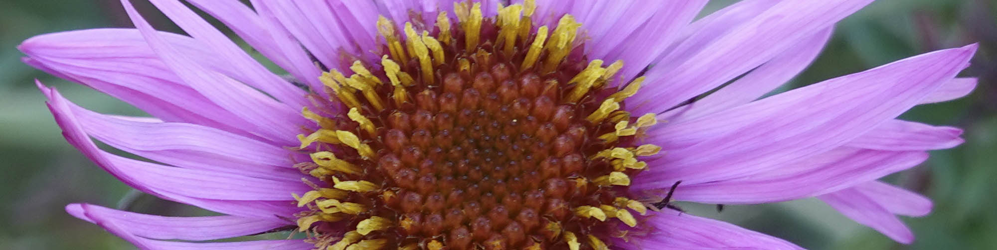 Nyengelsk asters, Symphyotrichum novae-angliae