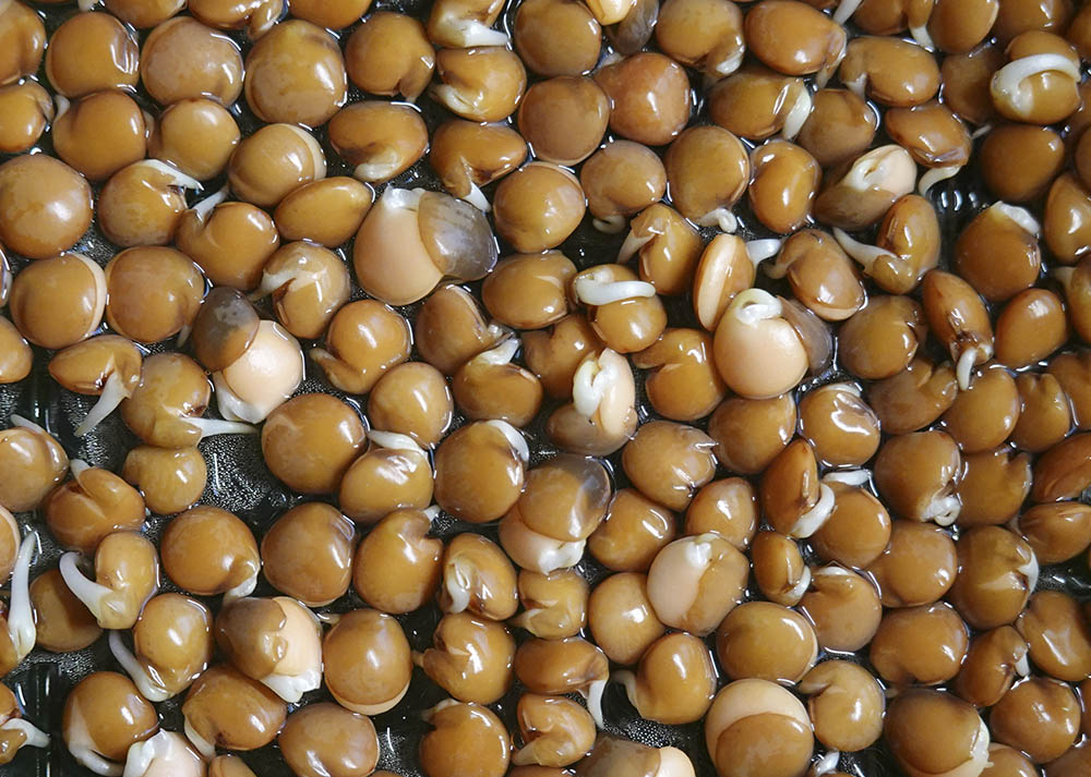 Rød linse, Lens culinaris