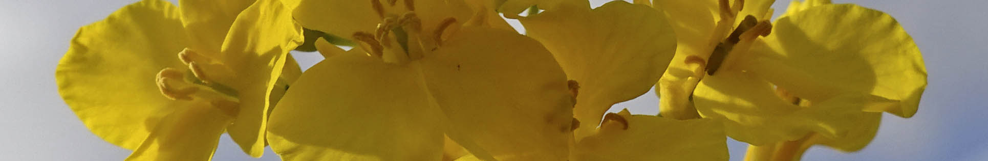 Raps blomst