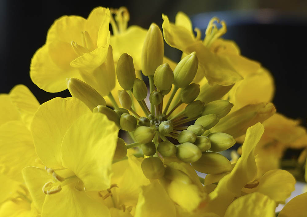 Raps blomst