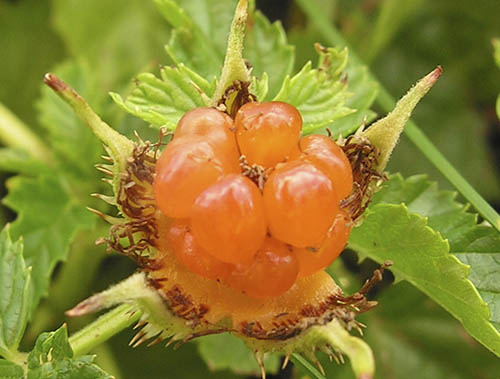 Guldbr, Rubus xanthocarpus