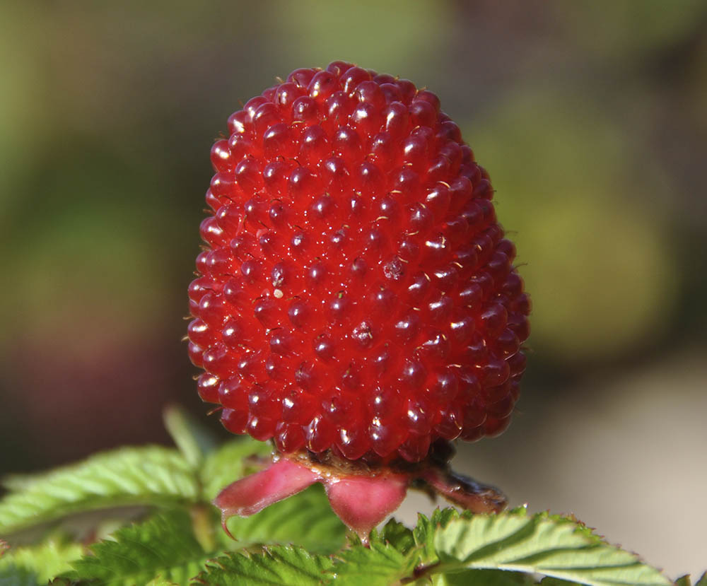 Jordbrhindbr, Rubus illecebrosus